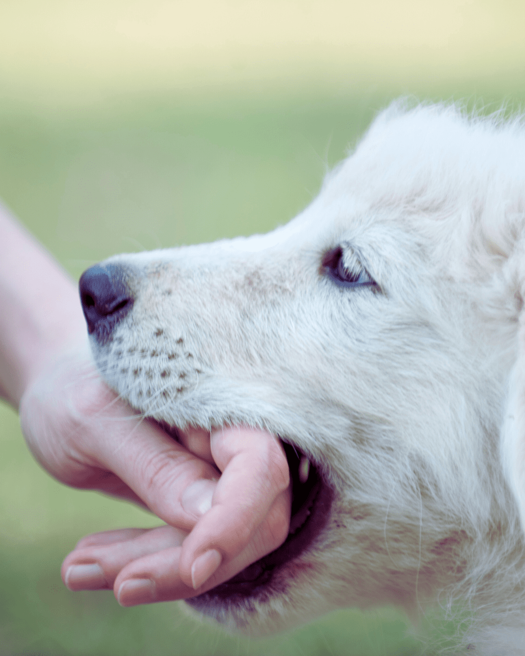image of dog bite