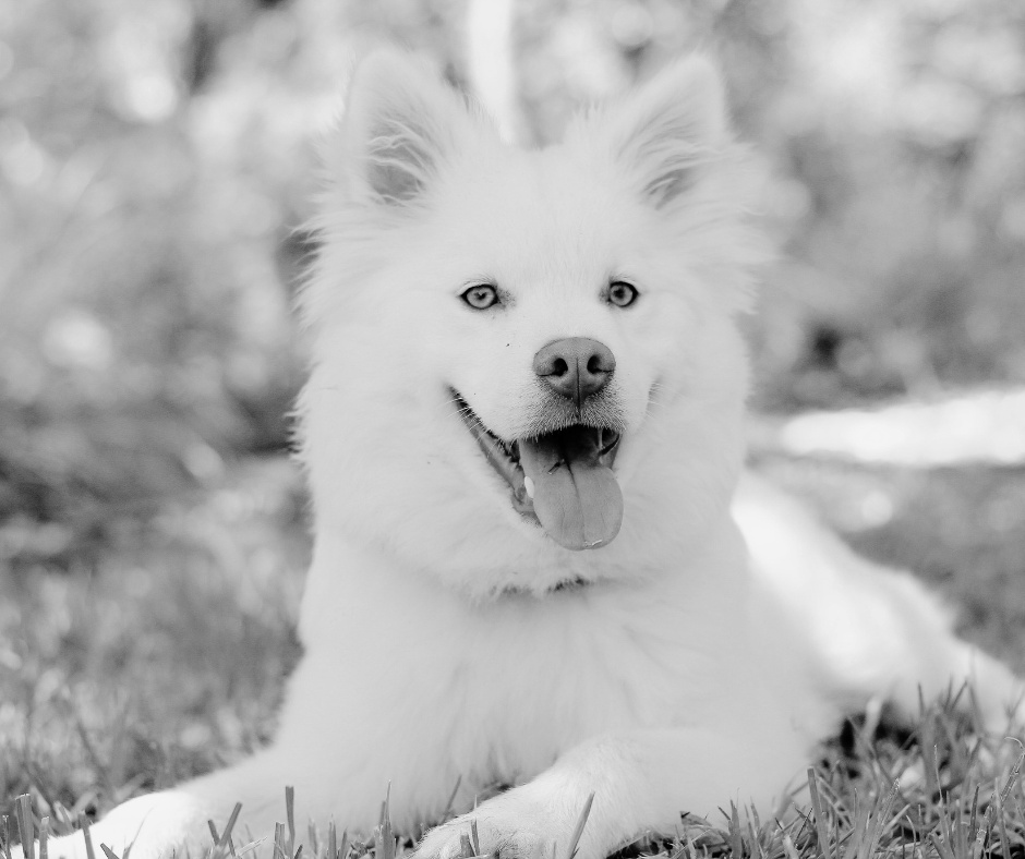 image of dog bite with unknown rabies status