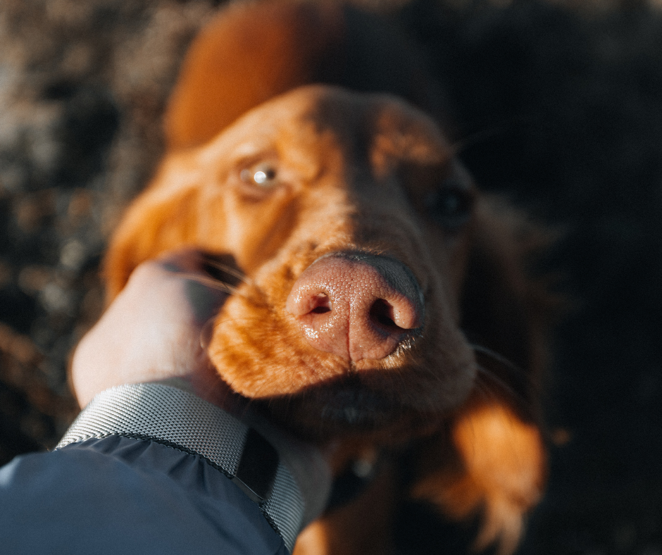 image of child dog bite