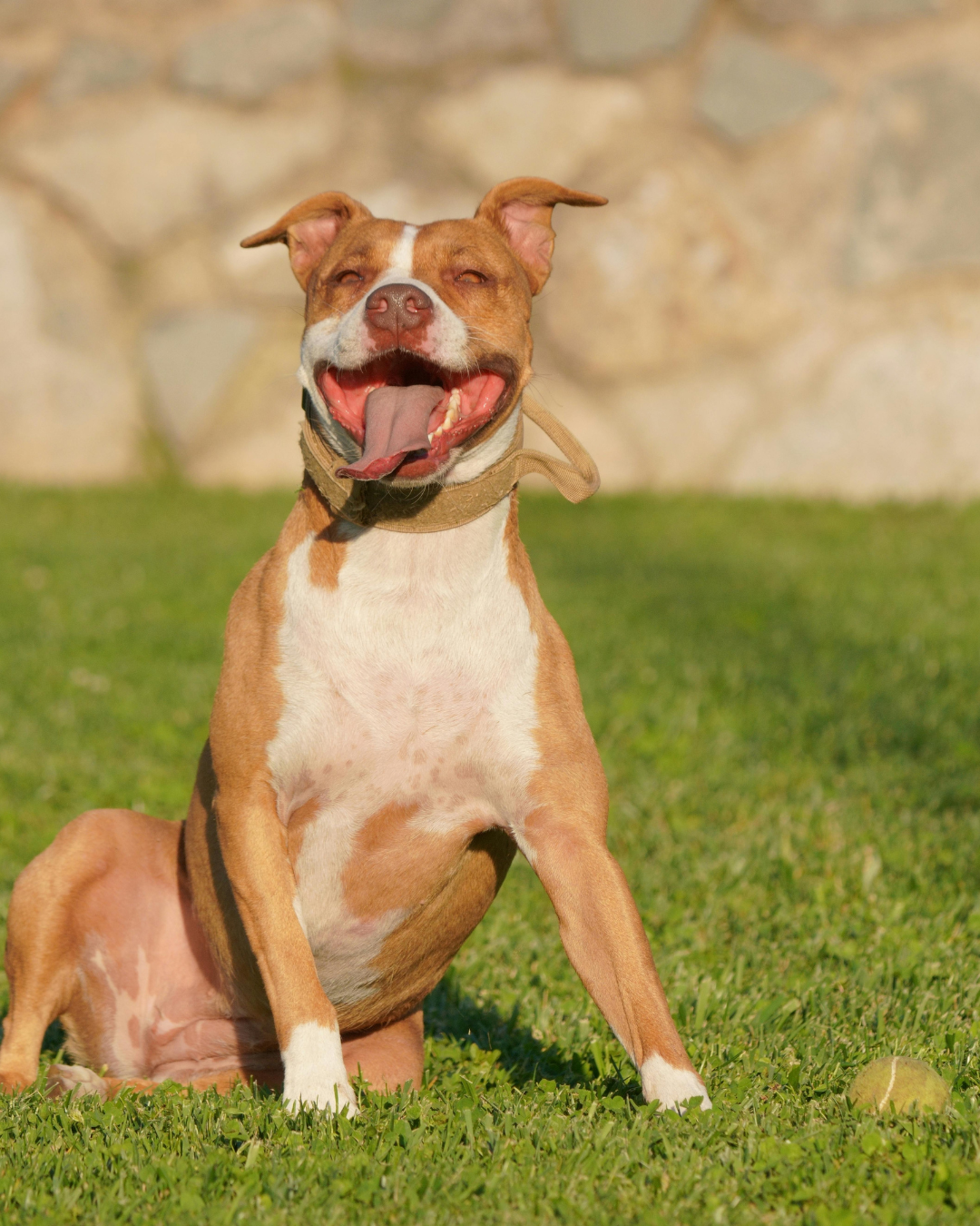 dog bite injury on private property Connecticut law